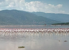 lake bogoria national park in kenya